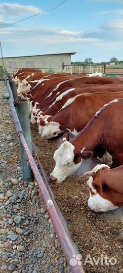 Продаются телочки герефорды