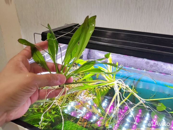 Криптокарина эхинодорус какое то растение