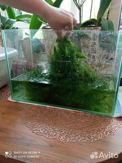 Аквариумная прополка