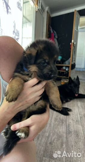 Щенки немецкой овчарки с документами РКФ