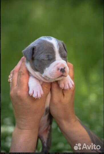 Щенки Амстаффа