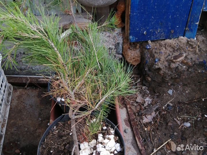 Хвойные растения