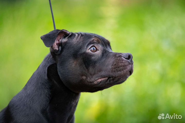 Щенки Стаффордширского бультерьера