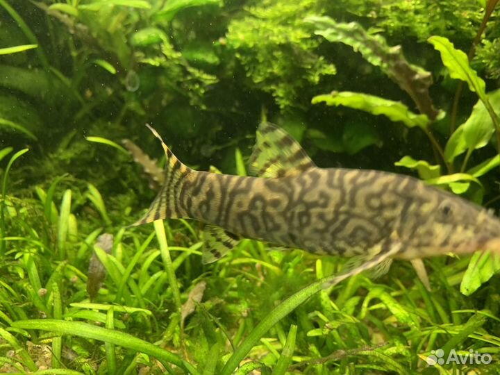 Боция мраморная