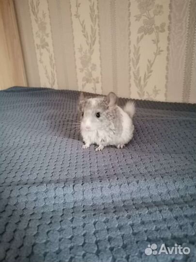 Шиншилла