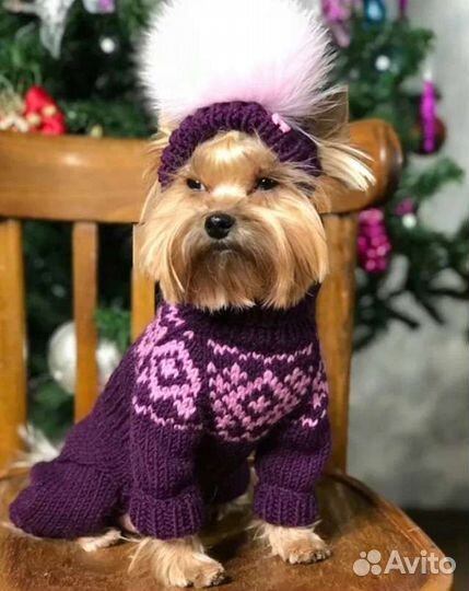 Одежда для животных