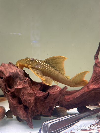 Сом L14 L239 L128 L067