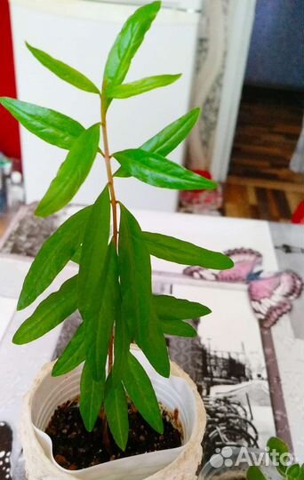 Комнатный карликовый гранат. Плодоносящий