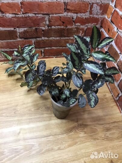 Пеллиония Даво