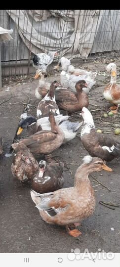 Утки, индоутки