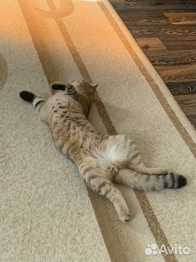 Шотландский кот вязка