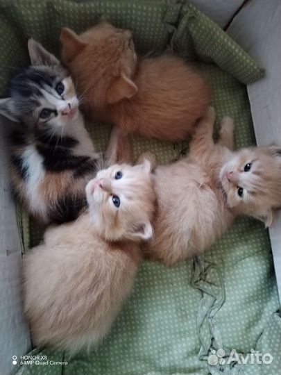 Котята в добрые руки 2 месяца