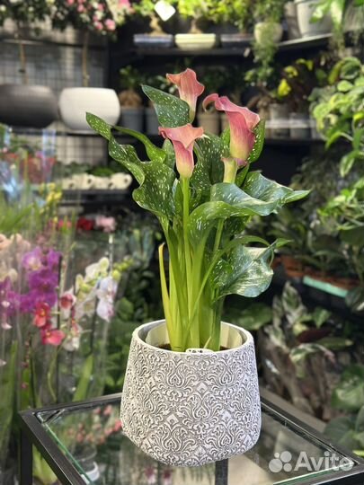 Калла коралловая