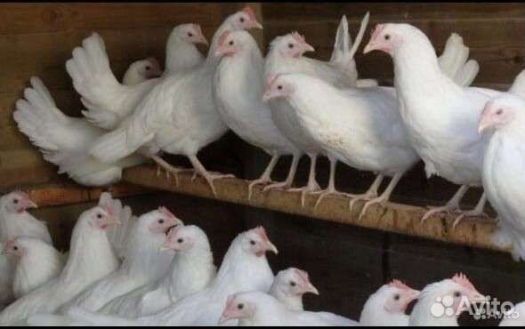 Куры молодки, несушки