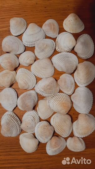 Ракушки Азовского моря