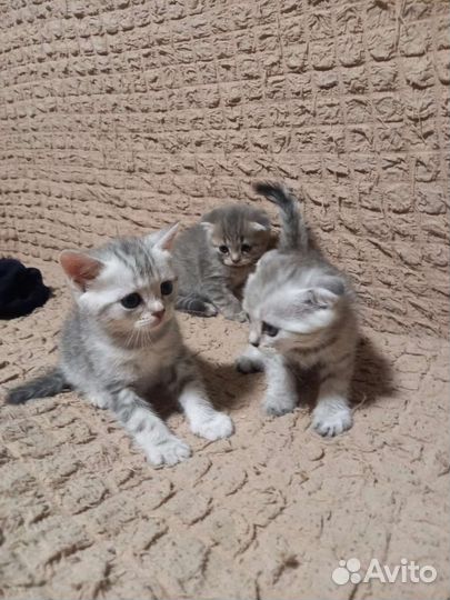 Продам котят