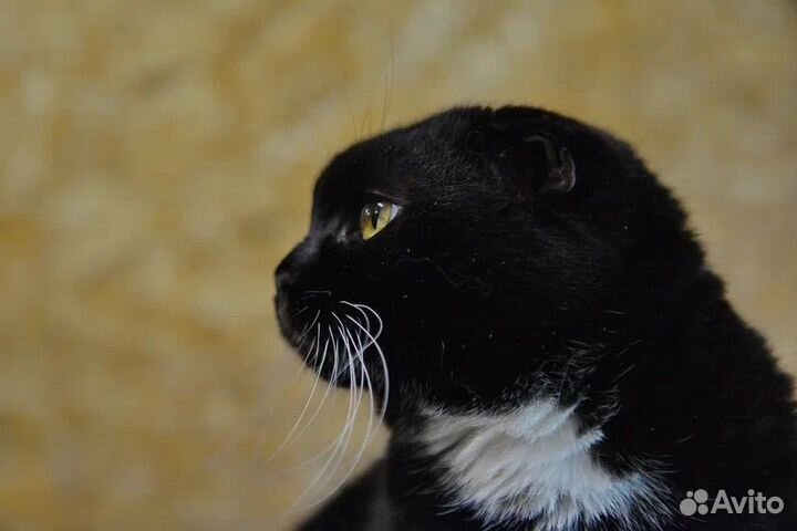 Тая, кошка, скоттишфолд