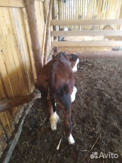 Телочка. Корова