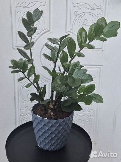 Замиокулькас