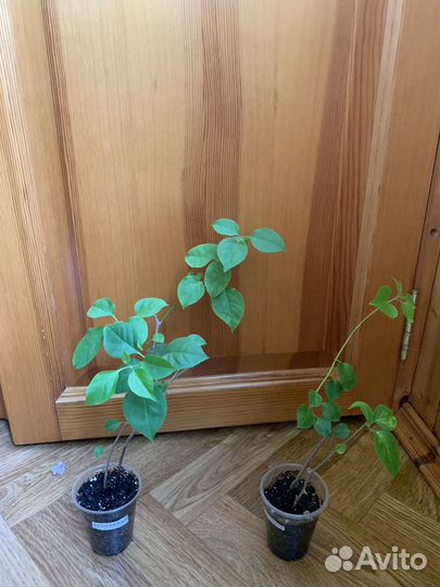 Бугенвиллия черенки