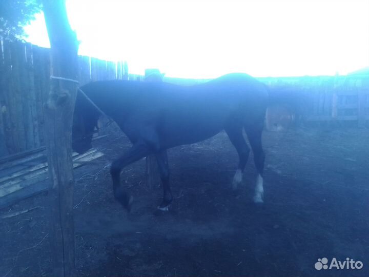 Продажа жеребца