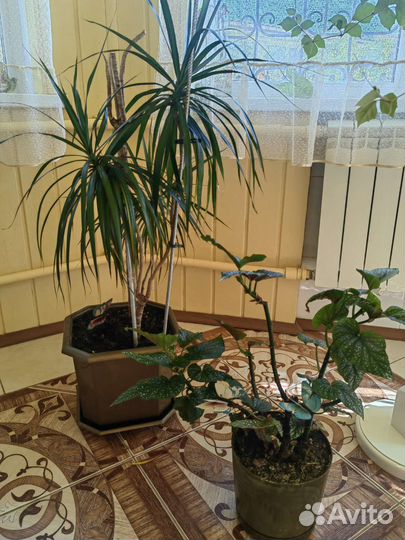Живые большие комнатные цветы