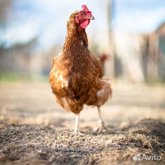 Куры несушки