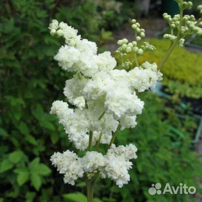 Лабазник Мультиплеск