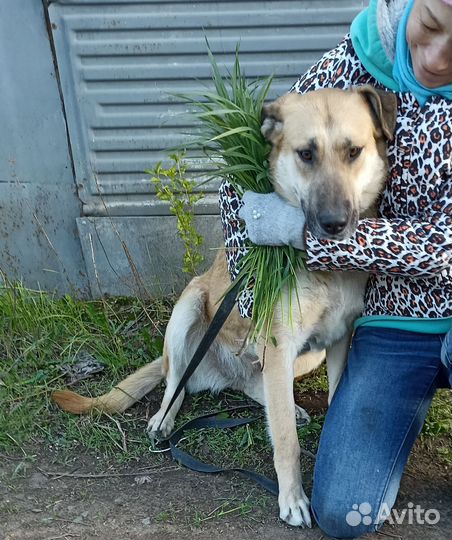 Афина для дома