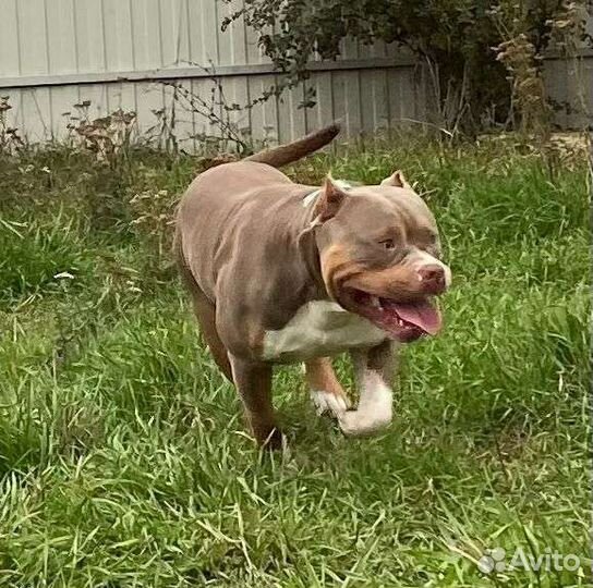 Американский булли стандарт