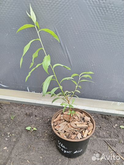 Спирея двухцветная Генпей(Широбана). Ива Маунт