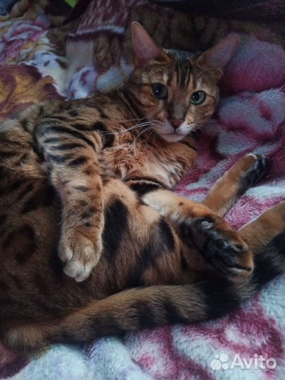 Бенгальская кошка в добрые руки
