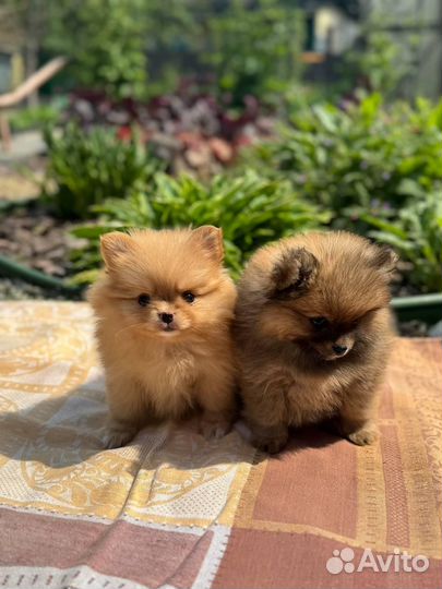 Щенки шпица