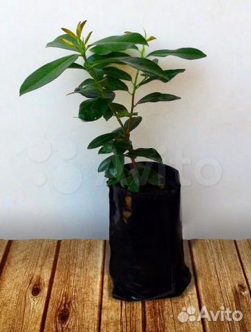 Лавровишня лекарственная