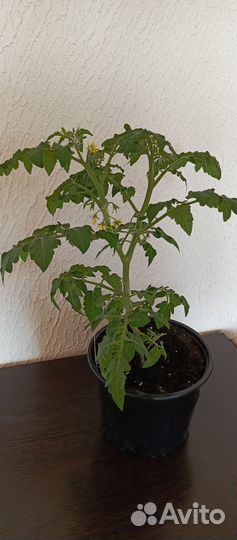 Томат сладкая ягодка