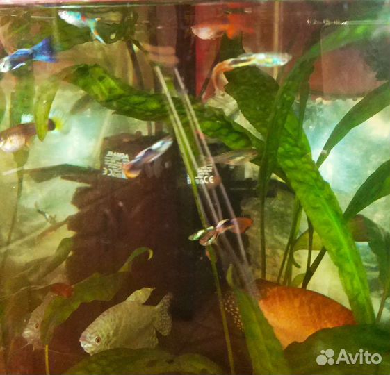 Рыбки Гуппи