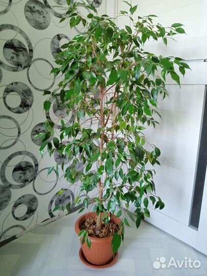Фикус бенджамина