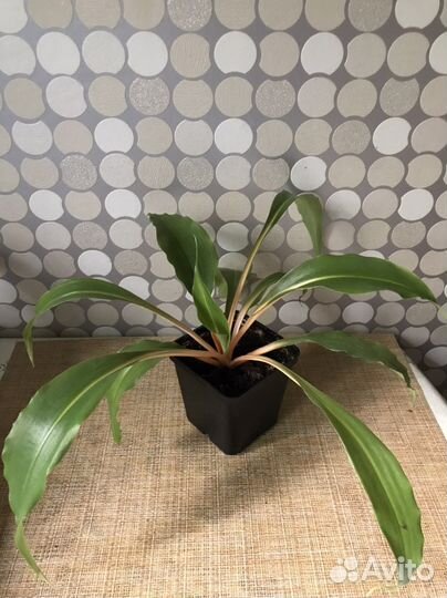 Комнатные растения