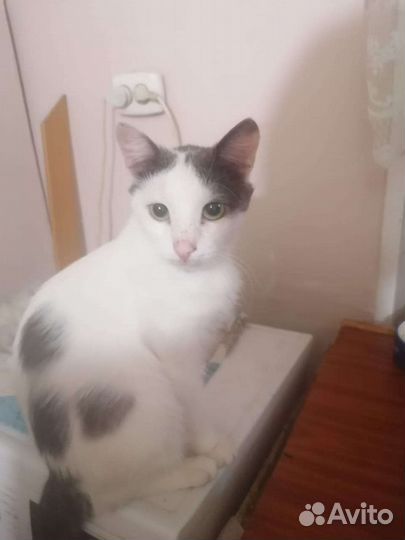 Котик