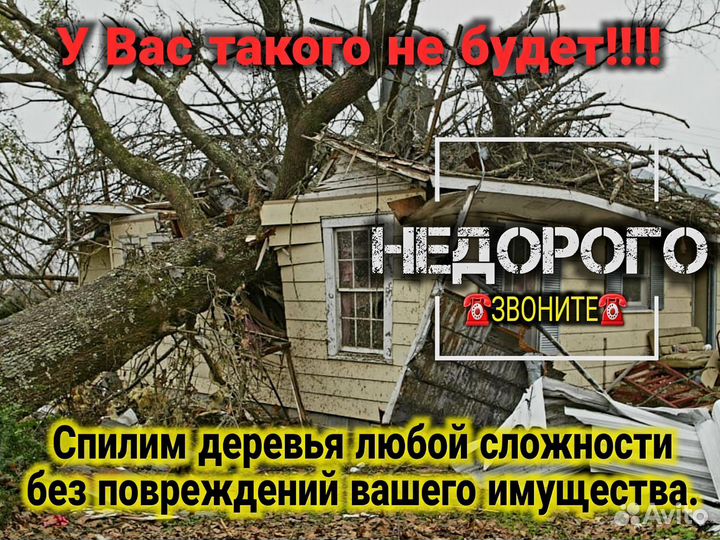 Спил деревьев