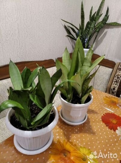 Сансевиерия Муншайн