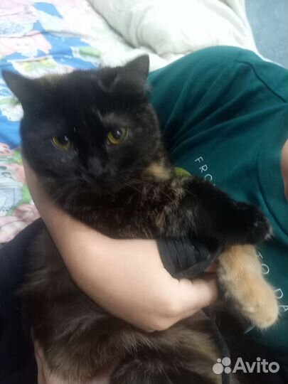 Кошка в дар