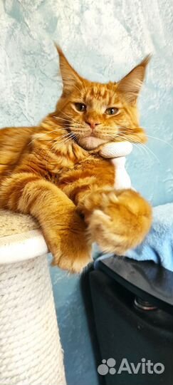 Котята 5 месяцев