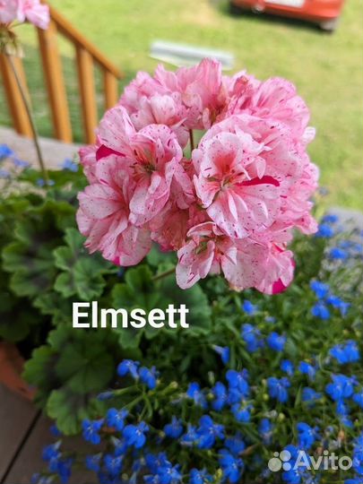 Пеларгония герань