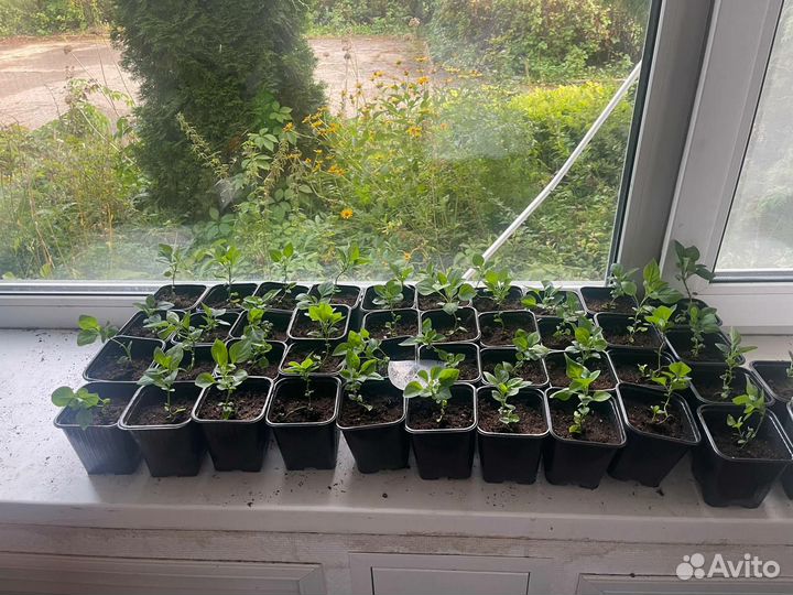 Саженцы сирени, земляники садовой, гейхеры