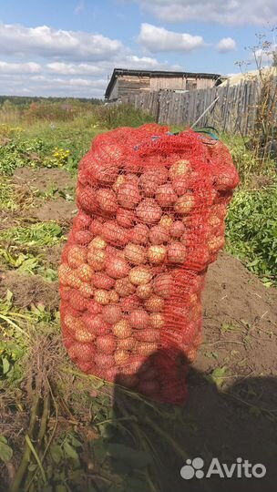 Картофель для животных
