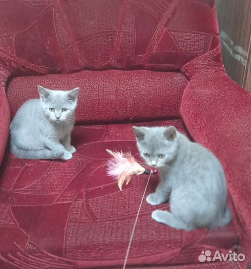 Шотландская