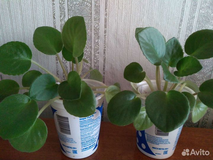 Комнатные цветы