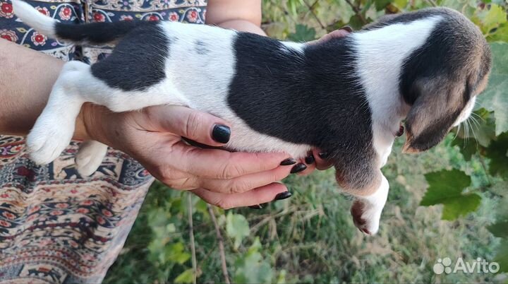 Щенки Бигль