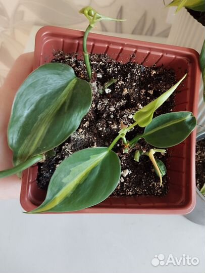 Комнатные цветы